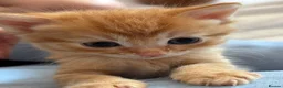 Mixed Breed cats for sale: Ragamuffin & Siamese tabby mixed - Advert 11