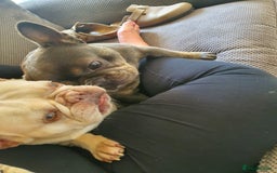 French Bulldog dogs for sale: Beautiful white female frenchie - Image 8