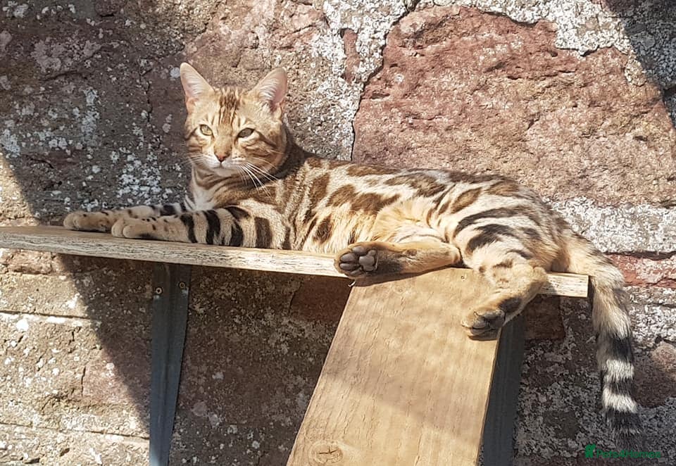 Bengal cats Quality T.I.C.A reg Bengal for stud SCOTLAND - Advert 3