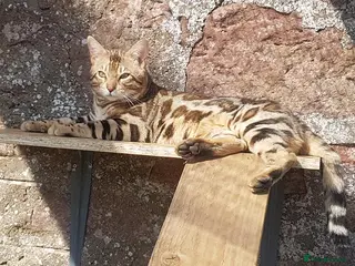 Bengal cats Quality T.I.C.A reg Bengal for stud SCOTLAND - Advert 3