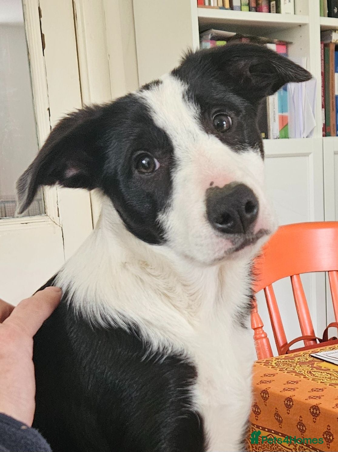 Border Collie dogs ISDS Border Collie Pups - Advert 7