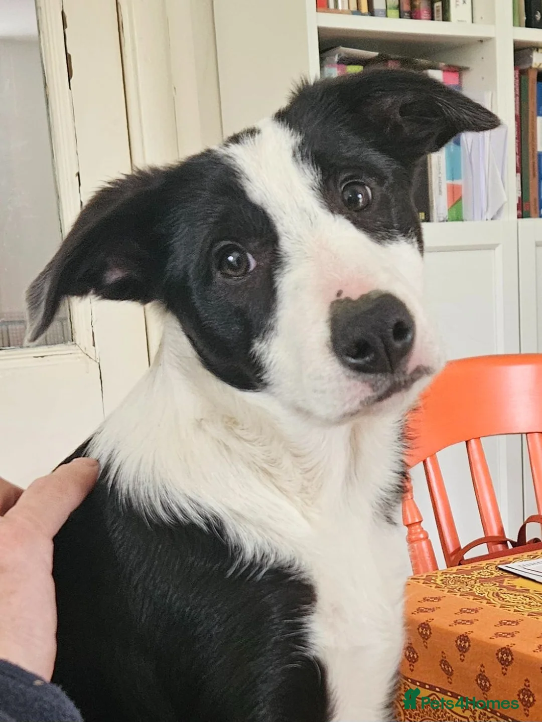Border Collie dogs for sale: ISDS Border Collie Pups - Advert 1