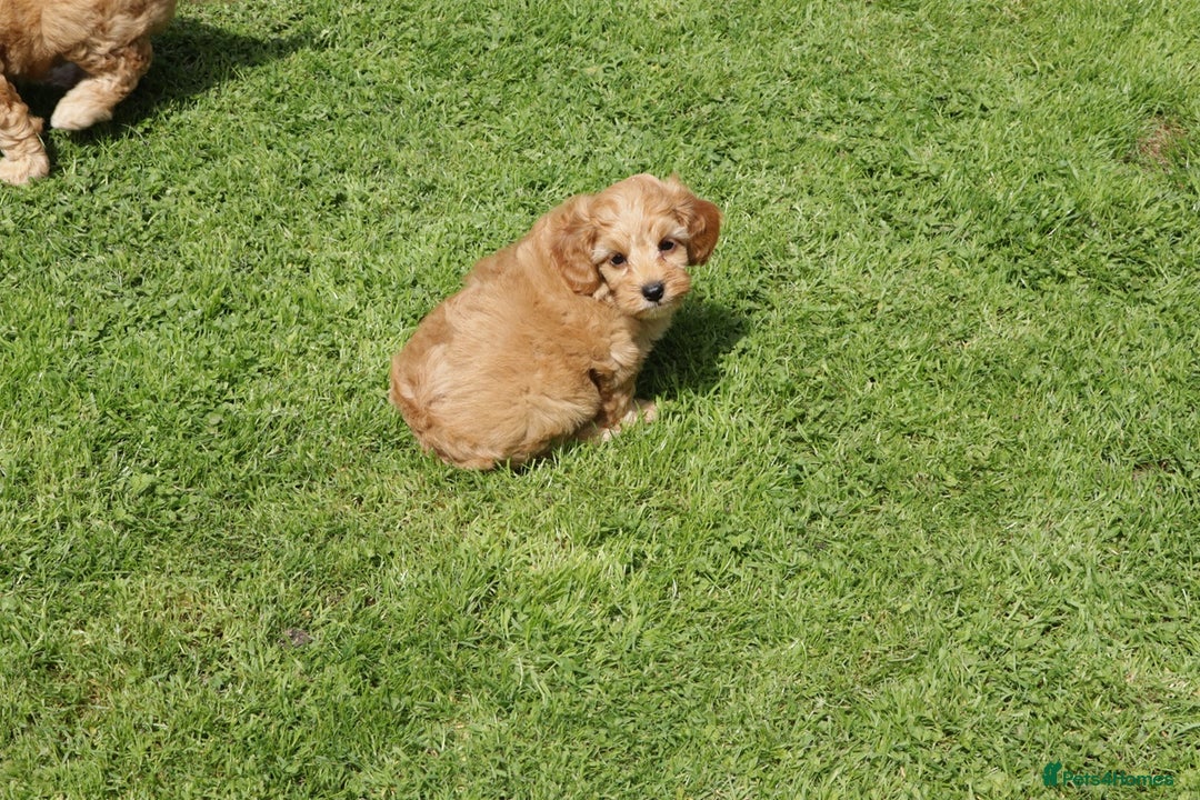 Cockapoo dogs for sale: Beautiful Cockapoo puppies for sale - Image 8