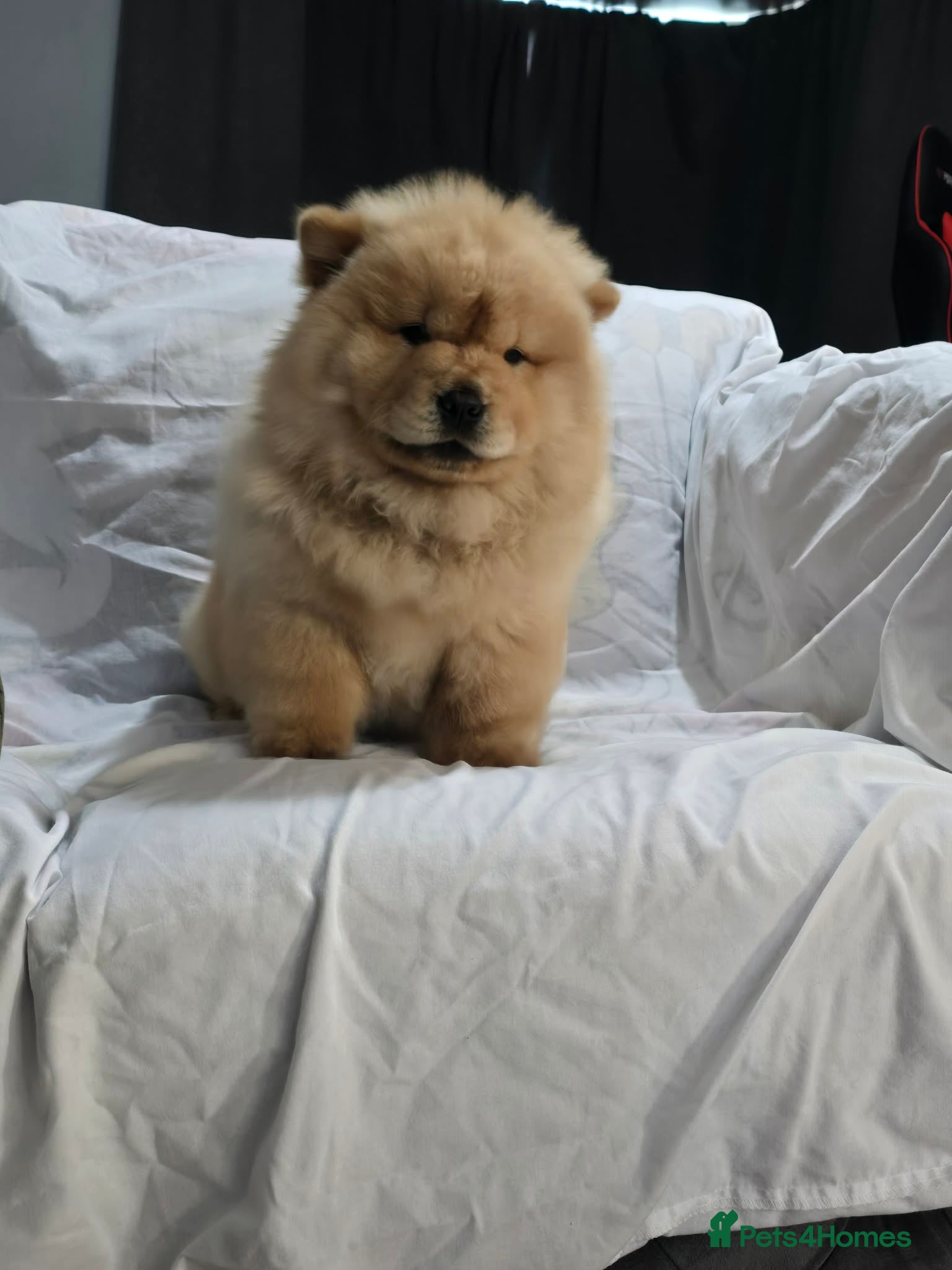 Chow Chow dogs chow chow papy cram - Advert 1