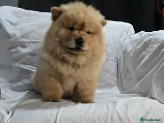 Chow Chow dogs chow chow papy cram - Advert 1