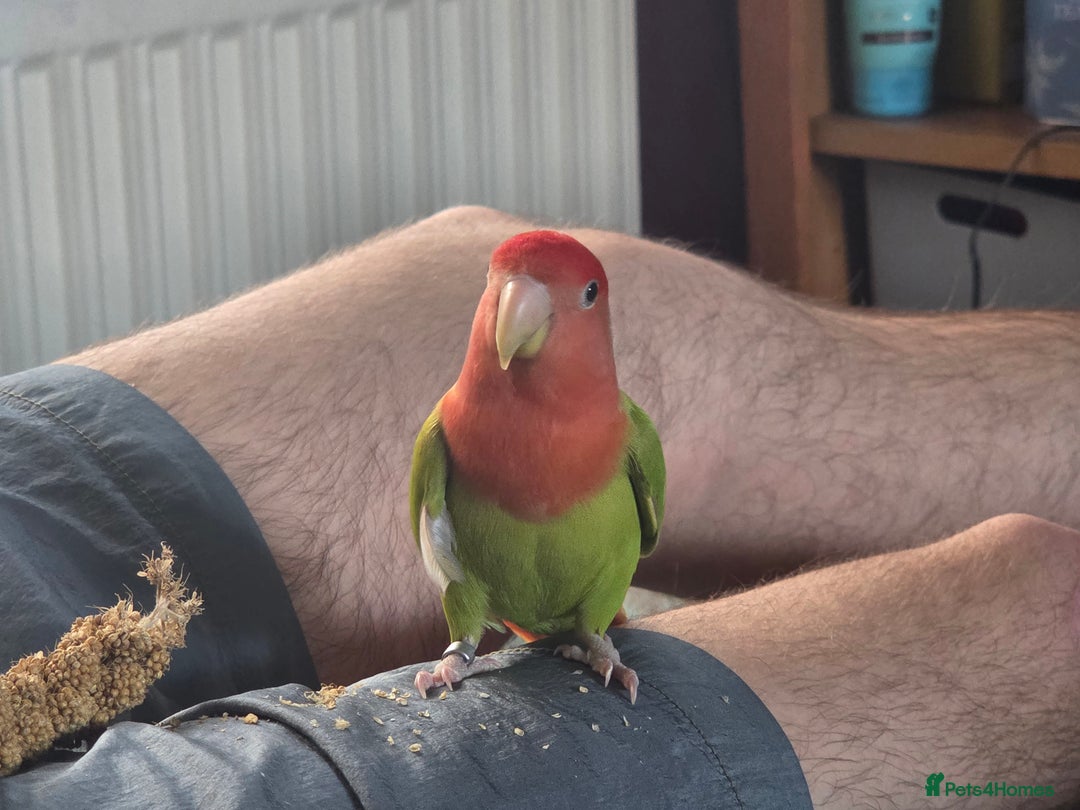 Lovebirds birds for sale: Unsexed lovebird - Advert 2