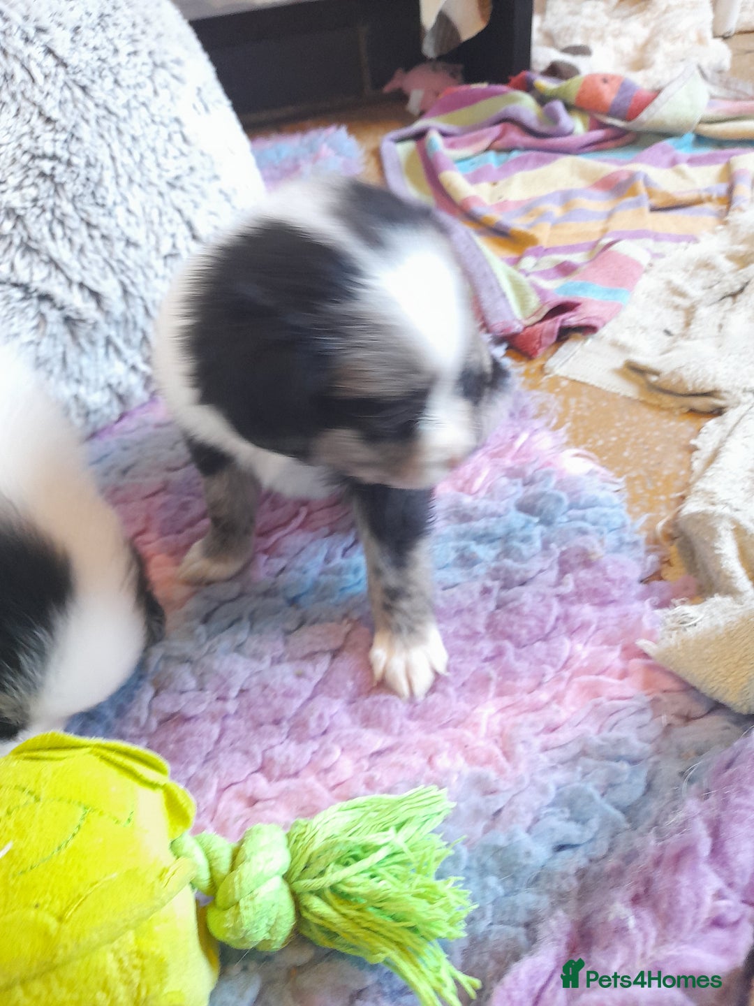 Pomeranian dogs for sale: Fabulous Pom fur babies - Image 5