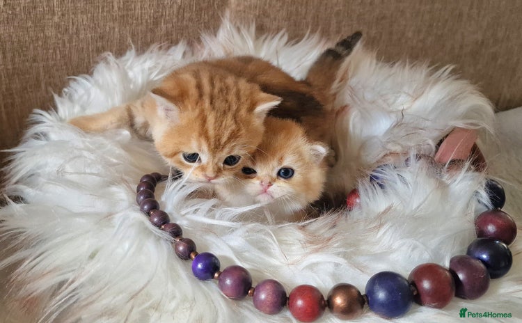 British Shorthair cats for sale - Advert 1