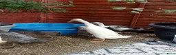 Mixed Breed livestock for sale: Indian Runner ducks  - Advert 2