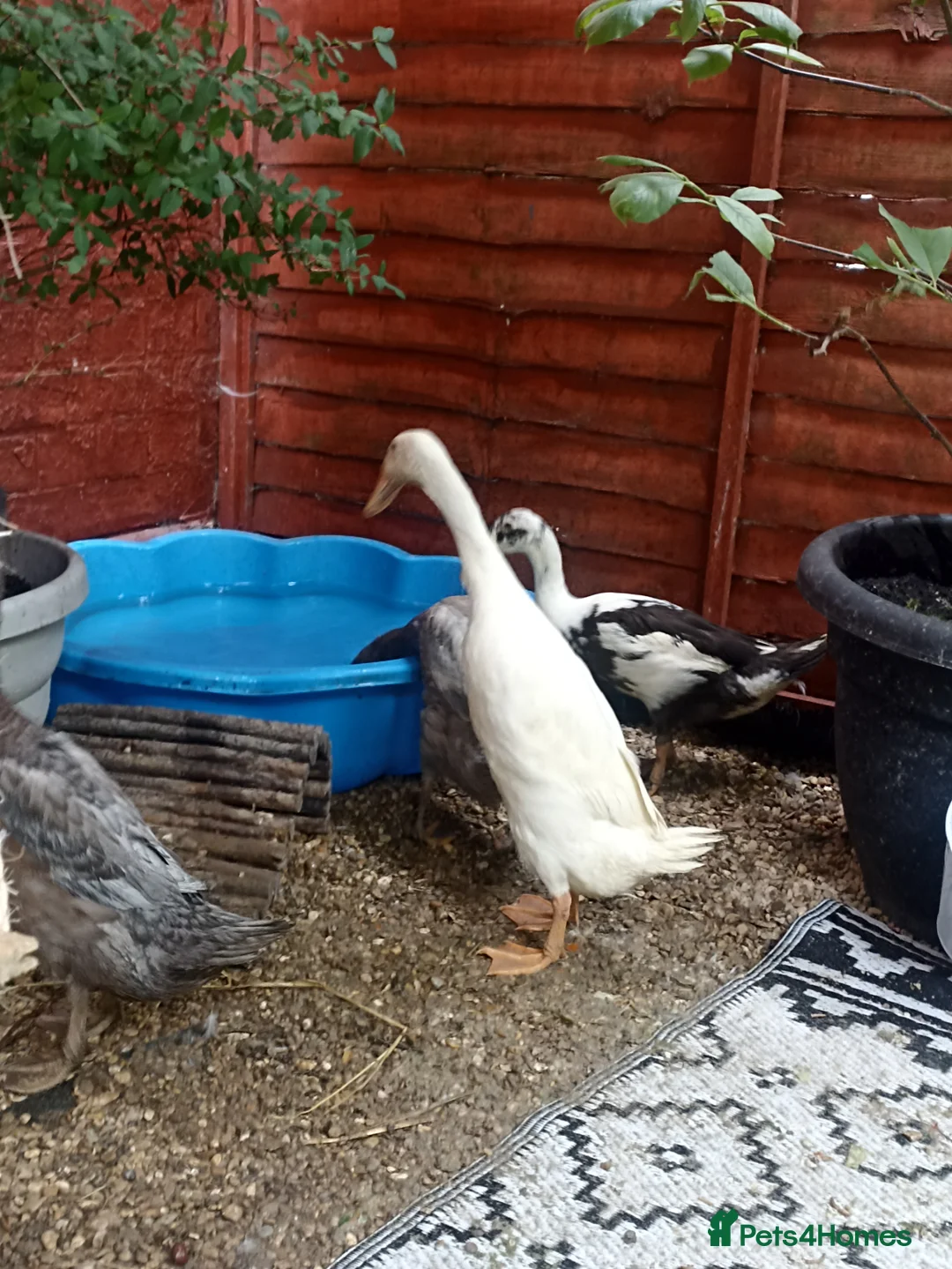 Mixed Breed livestock for sale: Indian Runner ducks  - Advert 2