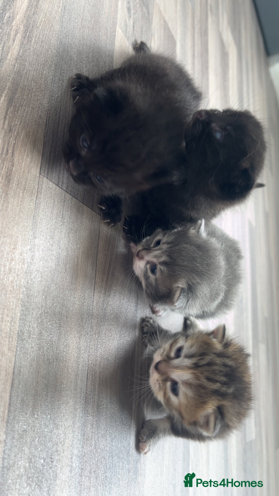 Mixed Breed cats 4 beautiful kittens  - Advert 2