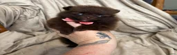 Pomeranian dogs for sale: 100% POM!🐻DNA&HEALTH TESTED!🧬 - Advert 27