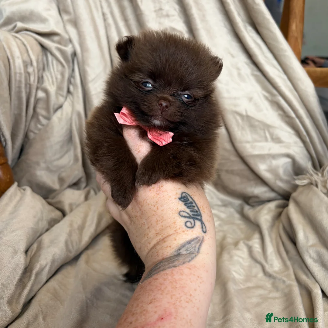 Pomeranian dogs for sale: 100% POM!🐻DNA&HEALTH TESTED!🧬 - Advert 27