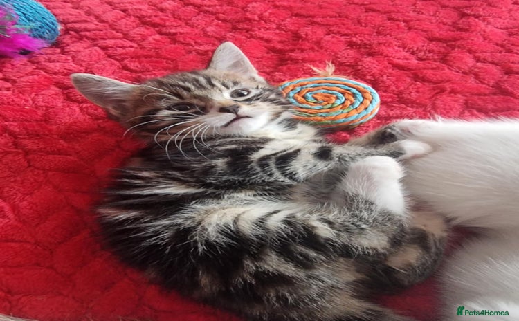 Mixed Breed cats - Advert 5