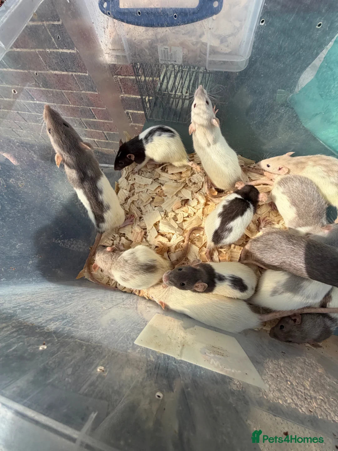 Rat rodents for sale: Dumbo rats  - Advert 2