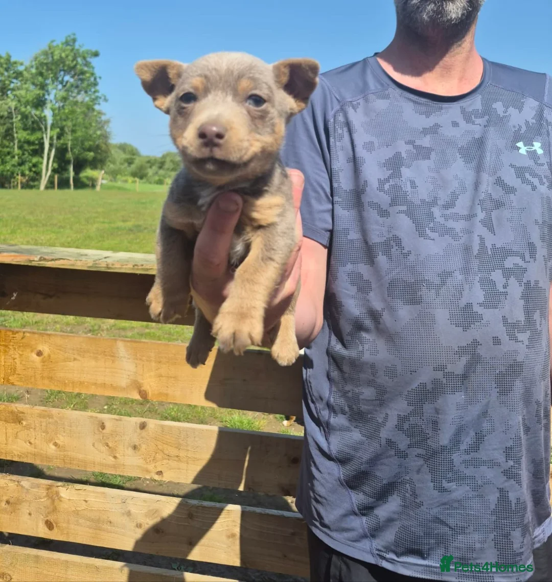 Jack Russell dogs for sale: Miniature Jack Russell puppies  - Advert 2