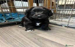 Jackapoo dogs for sale: Adorable Jackapoo puppies for sale !!!! - Image 12