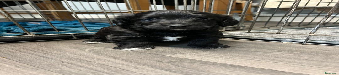 Jackapoo Puppy 2
