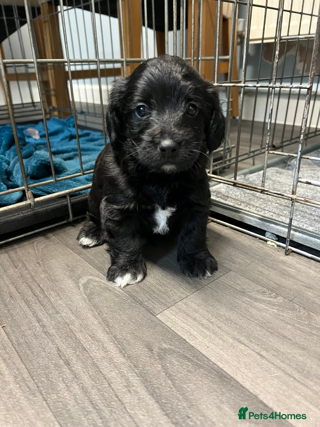 Jackapoo dogs for sale: Adorable Jackapoo puppies for sale !!!! - Image 12