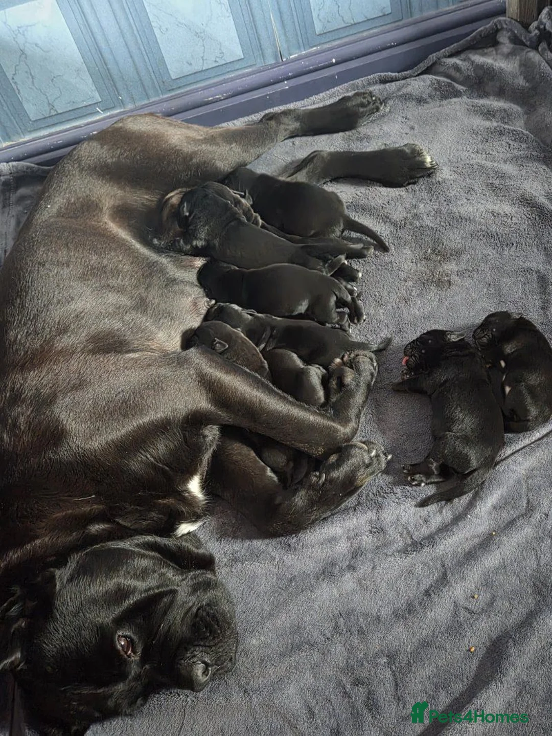 Cane Corso dogs for sale: Black Cane Corso Puppies for sale - 2 boys 2 girls in Swansea - Advert 1