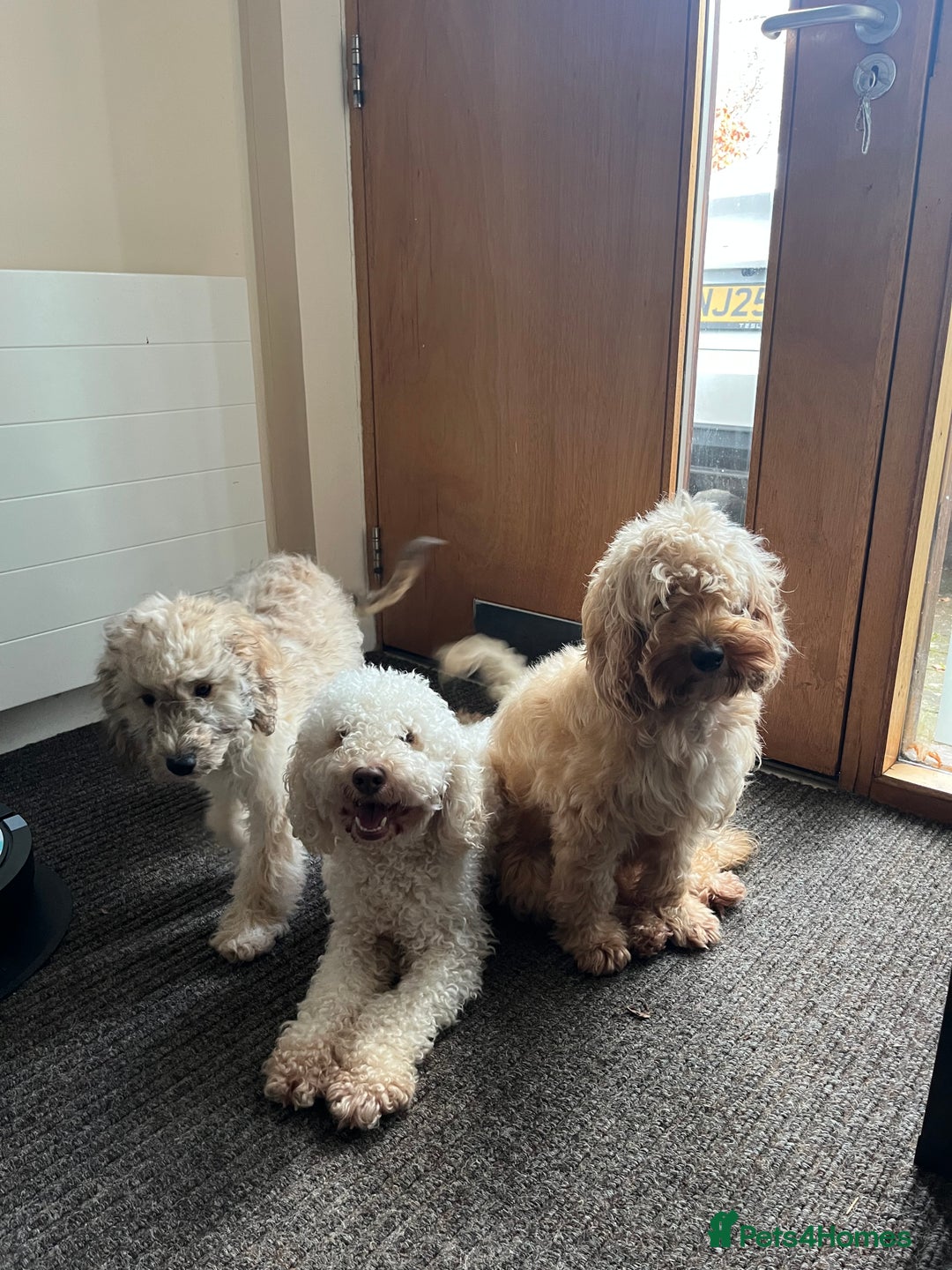 Cockapoo dogs for sale: Adorable 4-Month-Old Male Cockapoo for Sale 🐶 - Advert 4