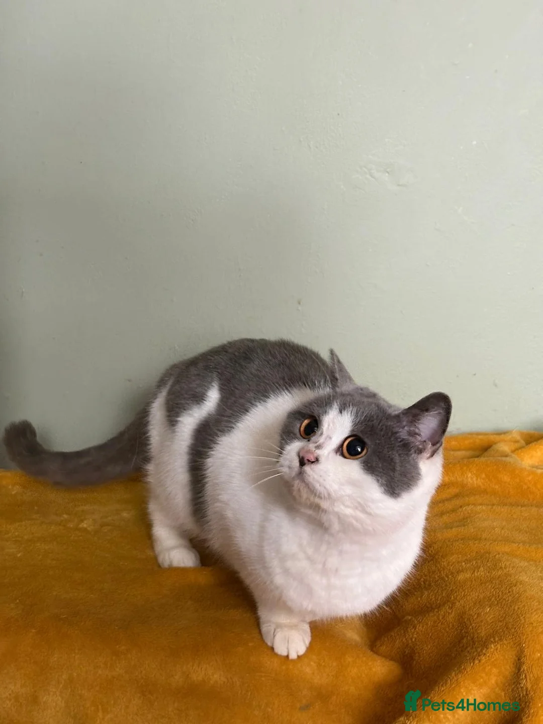 British Shorthair cats for sale: Beautiful British Shorthair  - Advert 1