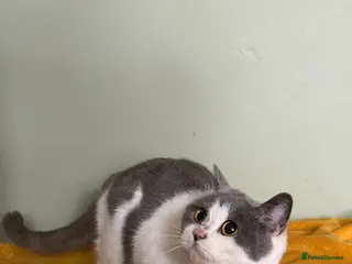 British Shorthair cats Beautiful British Shorthair - Advert 2