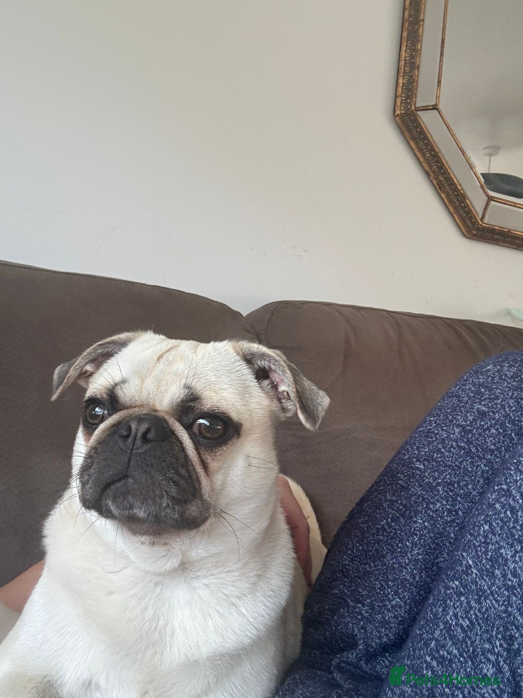 Mixed Breed dogs for sale: Pug X Collie pups (Pugollies) 3 Boys 2 Girls - Advert 25