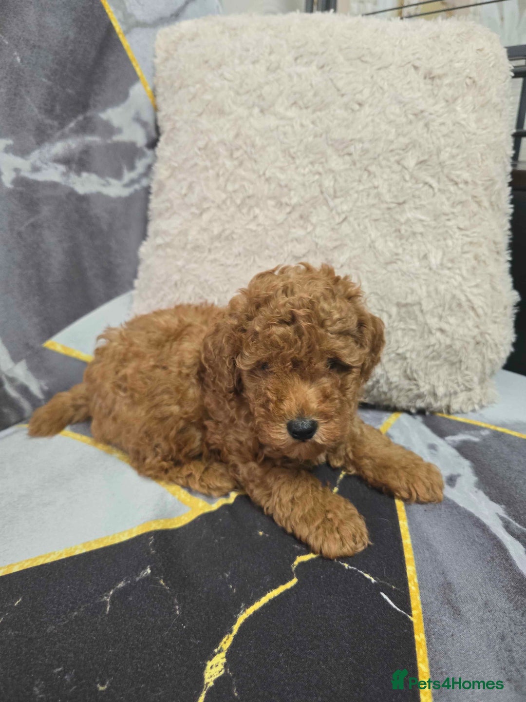 Toy Poodle dogs for sale: 3 Stuninngly cute red toy poodle puppies - Advert 24