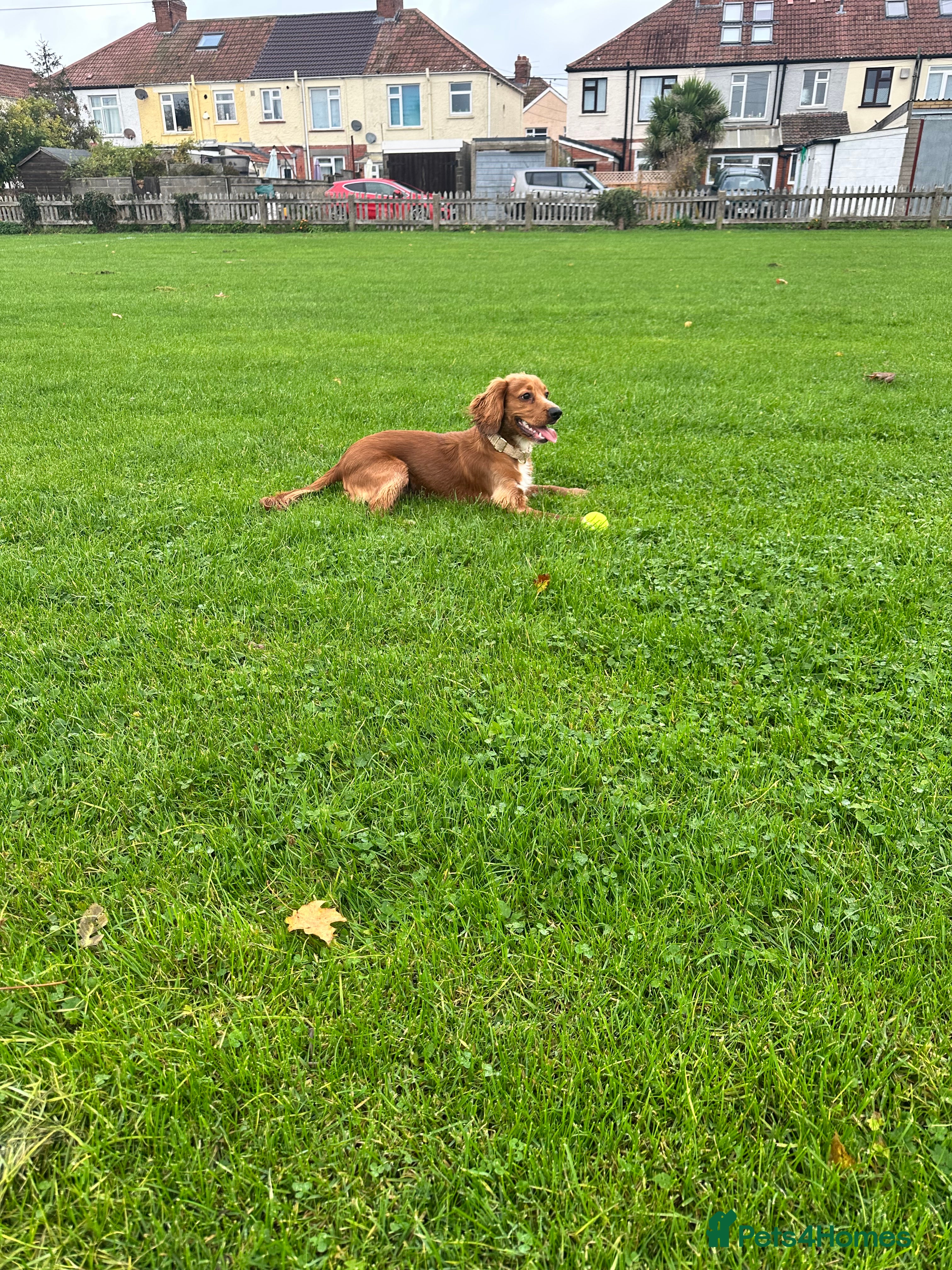 Cocker Spaniel dogs Male Cocker spaniel  - Advert 8