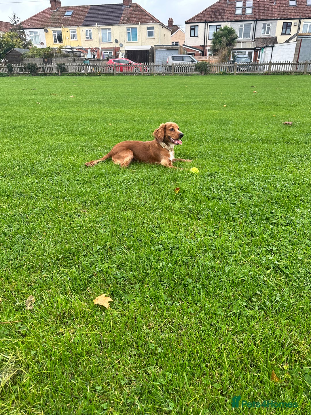 Cocker Spaniel dogs for sale: Male Cocker spaniel  - Advert 1