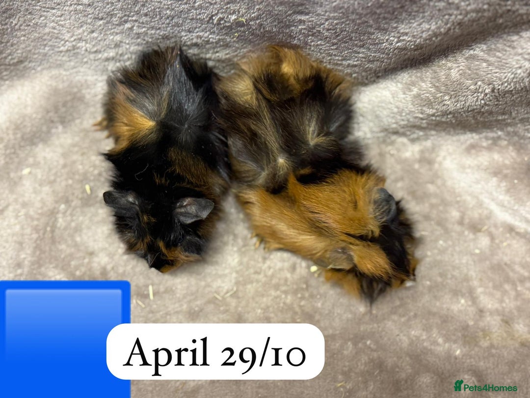 Guinea Pig rodents for sale: Gorgeous baby male guinea pigs ready soon - Advert 4