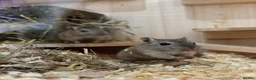 Gerbil rodents for sale: 2x gerbils for rehoming - Advert 1