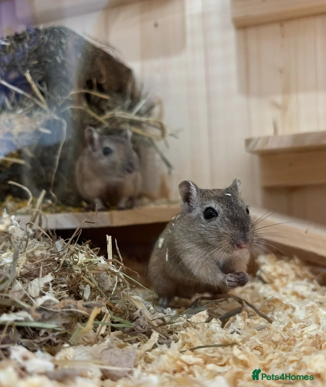 Gerbil rodents for sale: 2x gerbils for rehoming - Advert 1