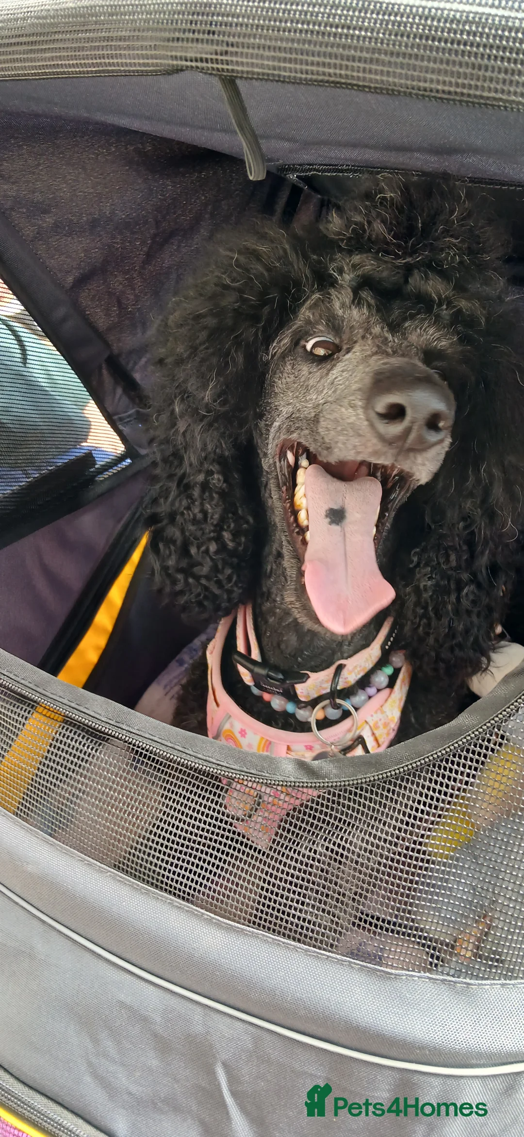 Standard Poodle dogs for sale: Beautiful standard poodle puppies - Advert 2