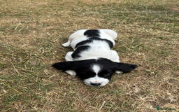 English Springer Spaniel dogs for sale: Gorgeous KC Registered Springer Spaniel Puppies in Thirsk - Image 19