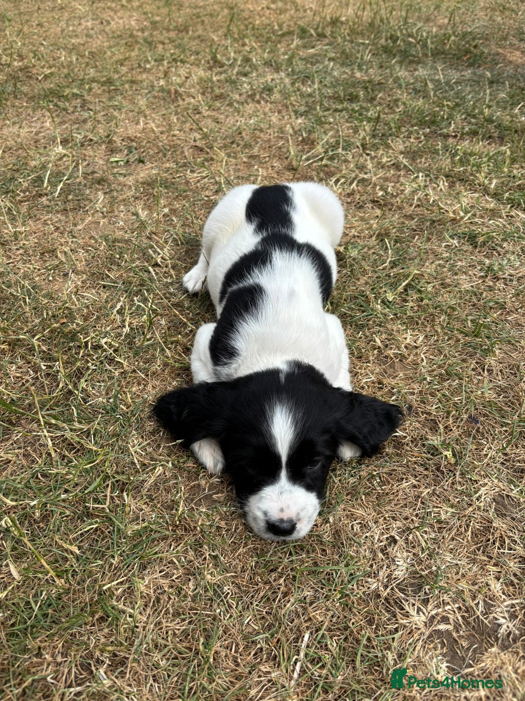 English Springer Spaniel dogs for sale: Gorgeous KC Registered Springer Spaniel Puppies in Thirsk - Image 19