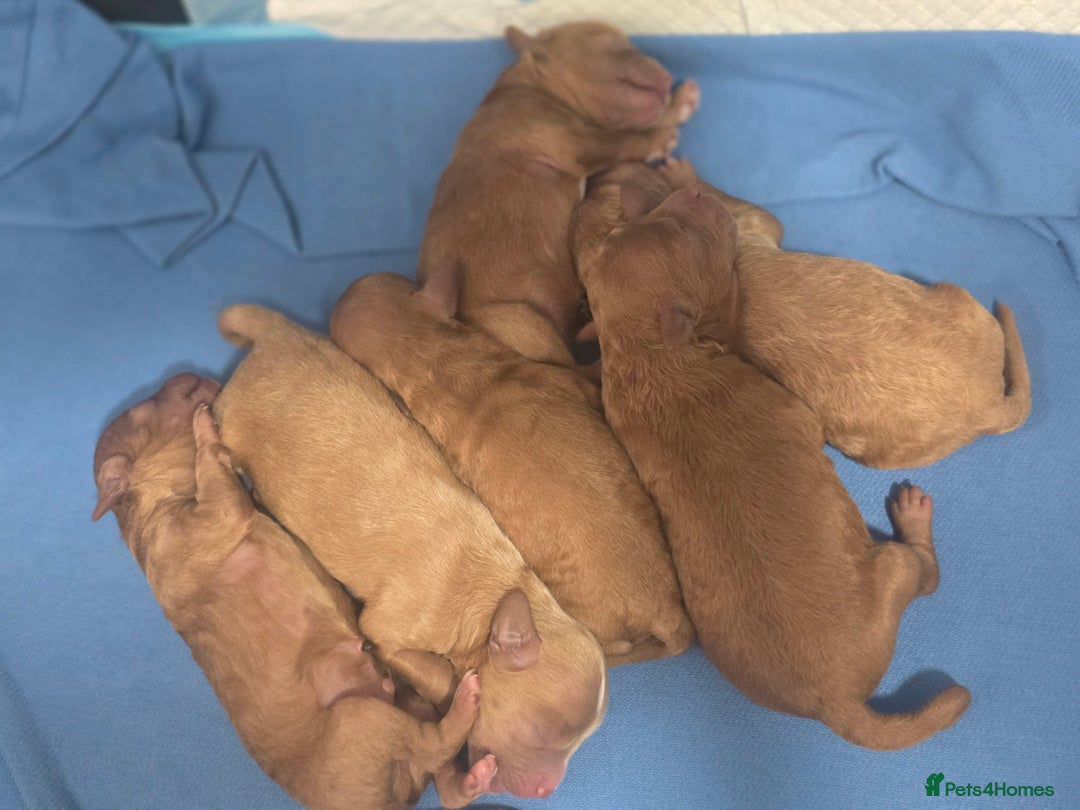 Cavapoo dogs for sale: Miniature F1B Cavapoo puppies 1 Left - Image 14