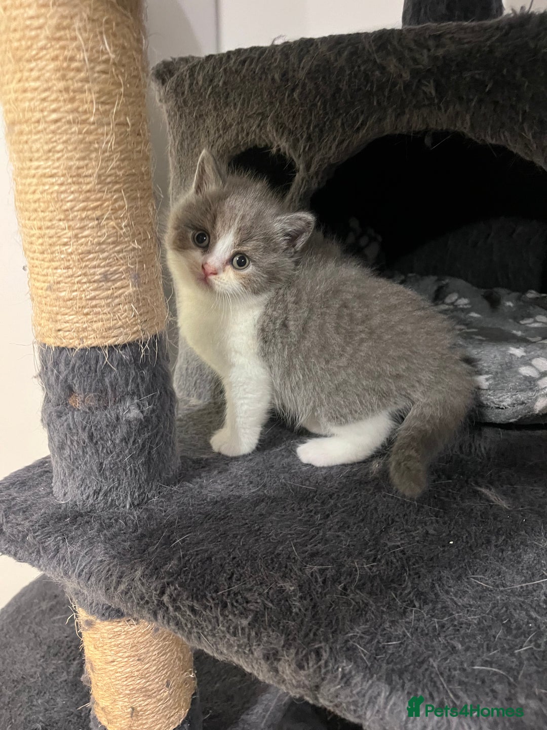 British Shorthair cats for sale: British Shorthair Kittens - Image 5