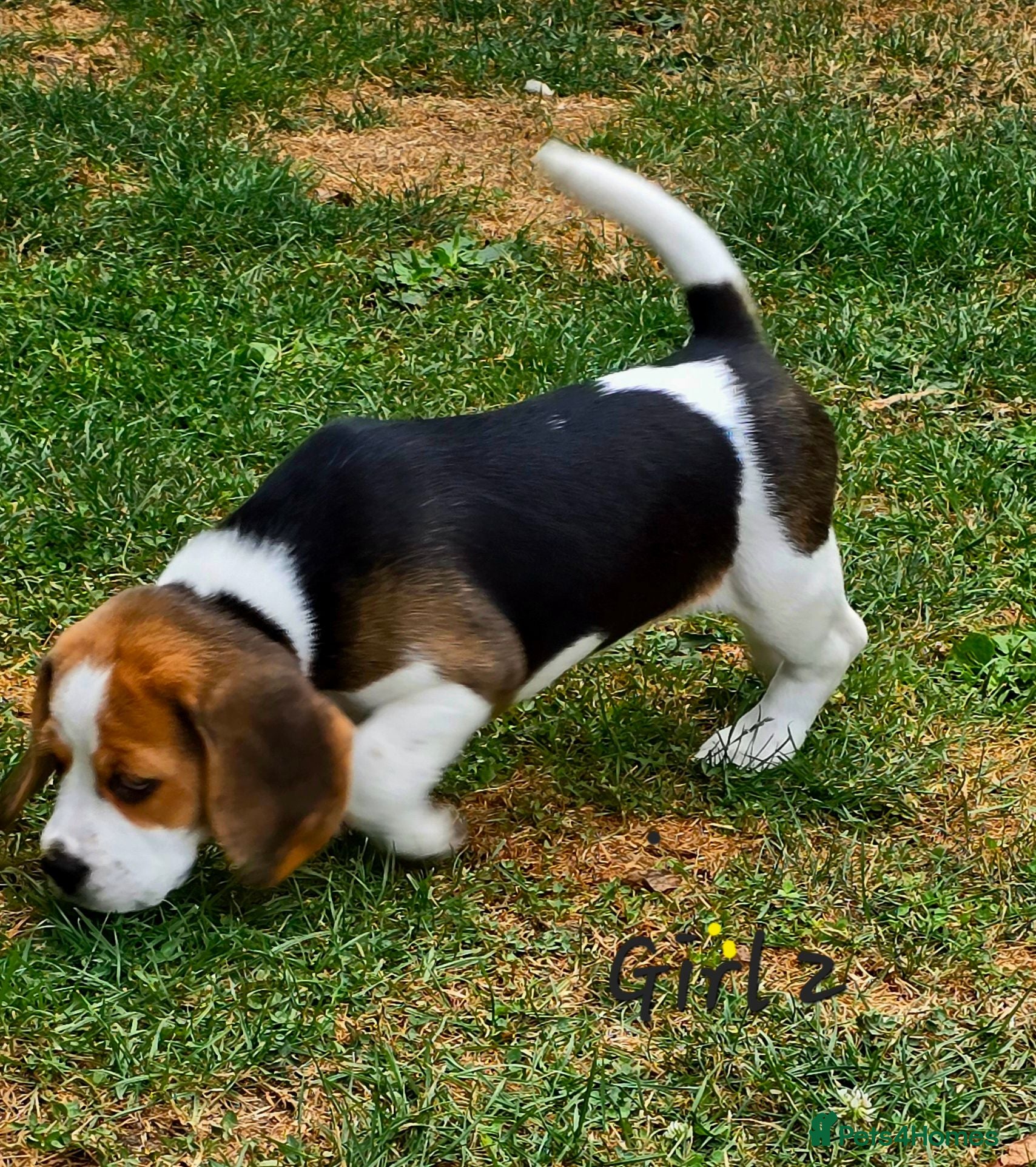 Beagle dogs Six Gorgeous KC Reg Pups- Champion Bloodline - Advert 2