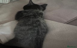 Bengal cats for sale: Kittens For Sale - Image 9