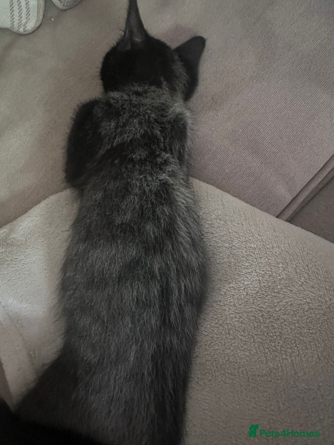 Bengal cats for sale: Kittens For Sale - Image 9