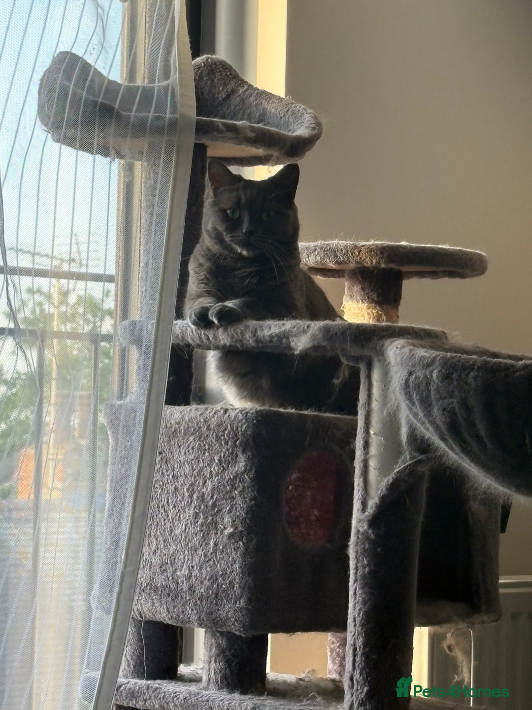 British Shorthair cats for sale: British Shorthair Female - Image 6