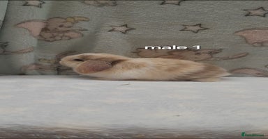Mini Lop rabbits - Advert 10
