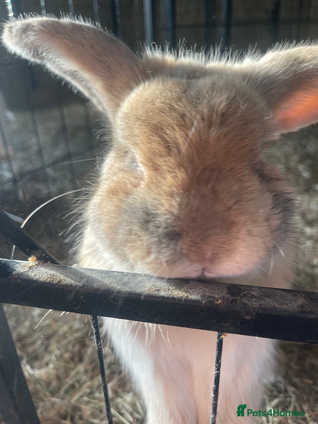Mini Lop rabbits for sale: Mini lops - Advert 4