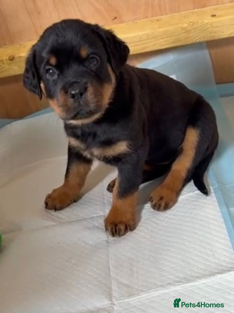 Rottweiler dogs Rottweiler puppies ready ☆1 boy 1 girl☆ - Advert 2