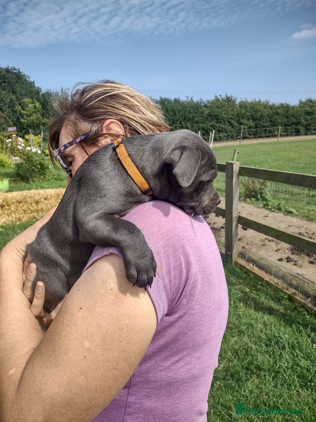 Staffordshire Bull Terrier dogs for sale: Chunky Staffy pups 💕 2 girls left, Ready to leave - Image 13