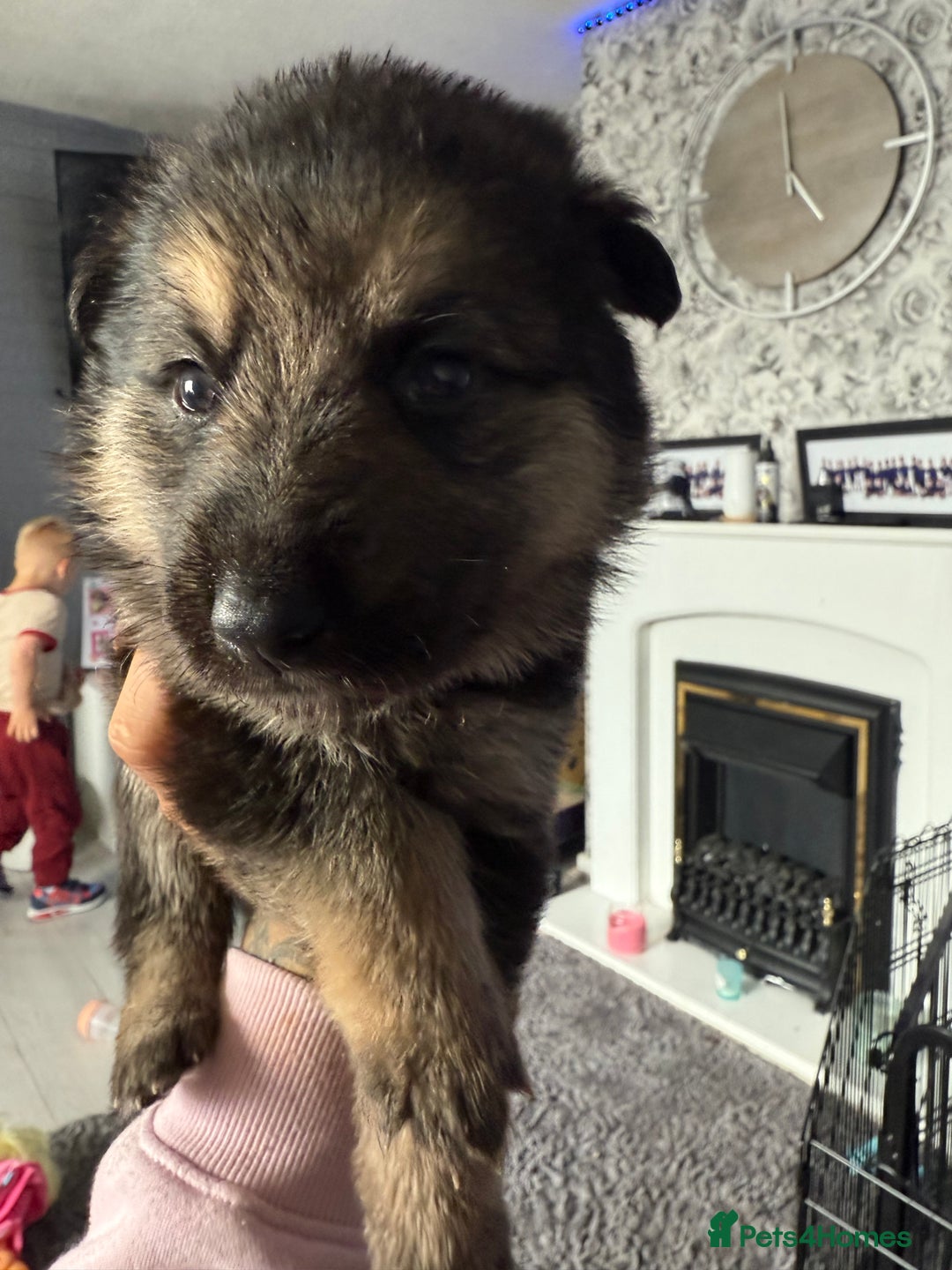German Shepherd dogs for sale: German shepherd puppies  - Image 19