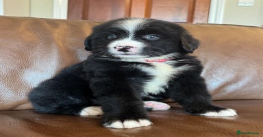 Mixed Breed dogs - Advert 7