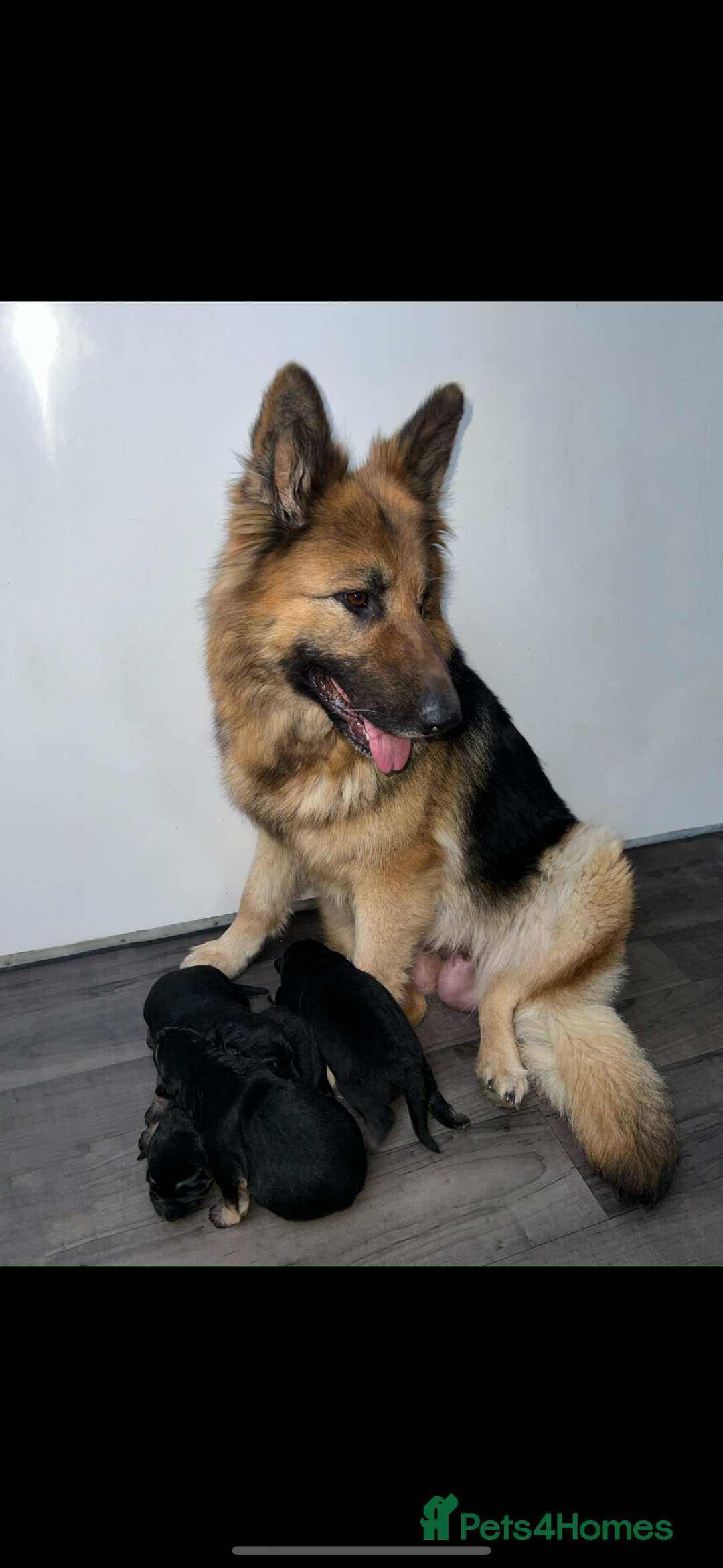 German Shepherd dogs for sale: Long haired German Shepherd puppies - Image 19